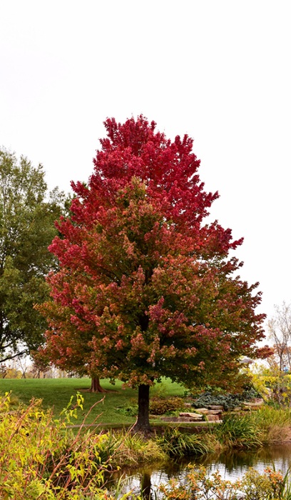 ACER RUB RED SUNSET 2.5"BB