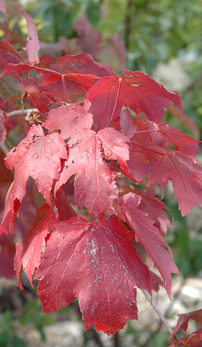 ACER RUB SCARLET JEWELL 2.5" BB