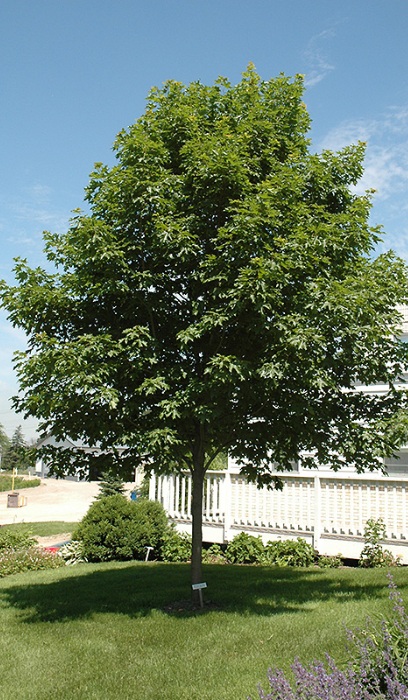 ACER SAC FALL FIESTA 2.5"BB