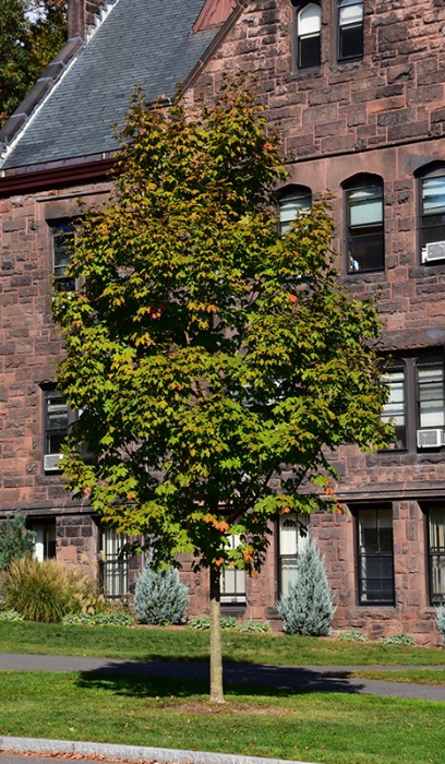 ACER SAC GREEN MTN #10