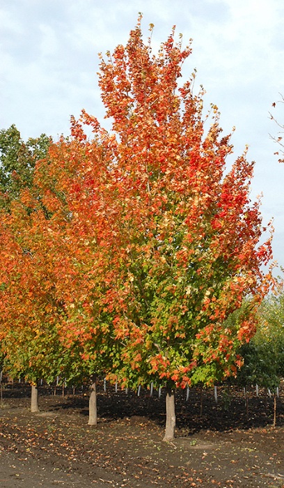 ACER SAC INFERNO #10