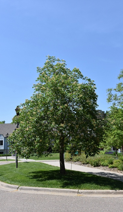 AESCU ARN AUTUMN SPLENDOR 2"BB