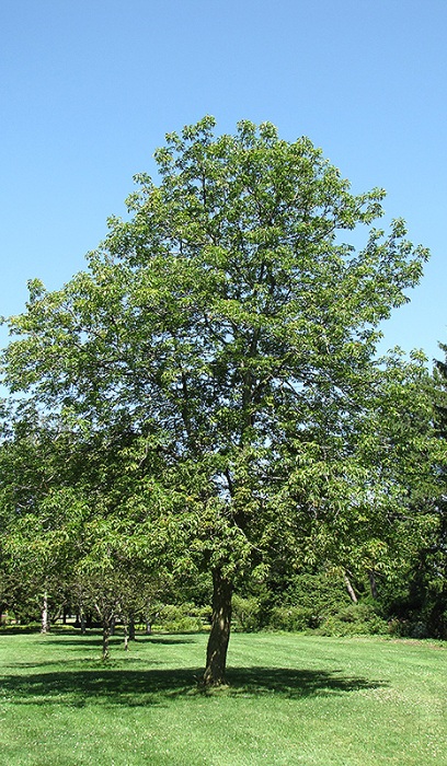 AESCU GLA OHIO BUCKEYE #10