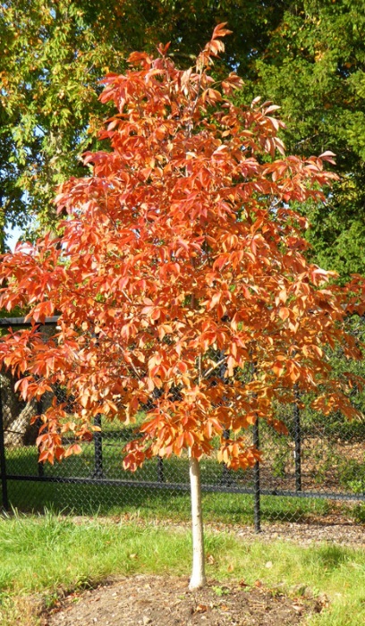 AESCU GLA EARLY GLOW #20