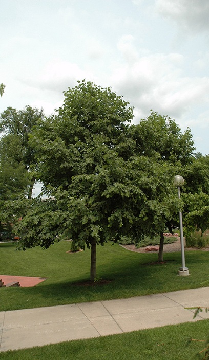 ALNUS HIR PRAIRIE HORIZON 2.5"BB