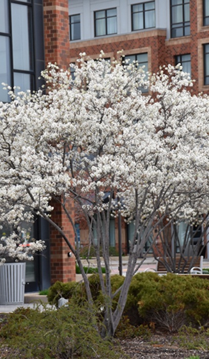 AMELA GRA AUT BRILLIANCE #20 CLP