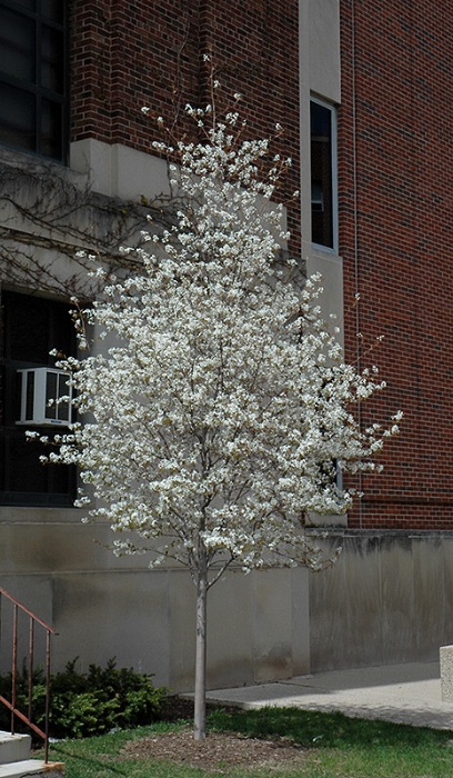 AMELA LAE SPRING FLURRY #10