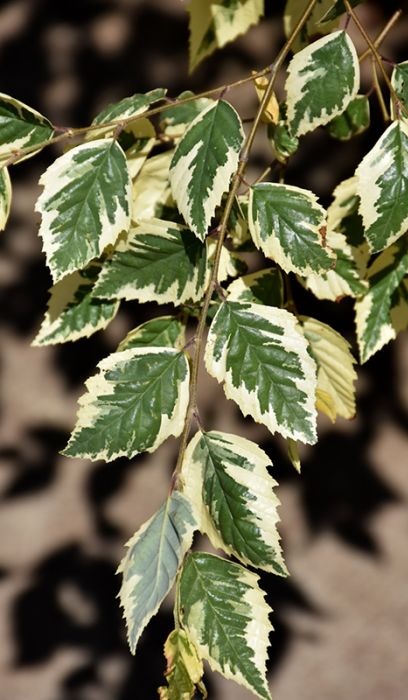 BETULA NIG SHILOH SPLASH #15 TF