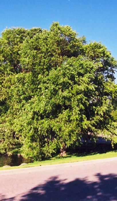 BETULA NIG RIVER BIRCH 2.5"BB