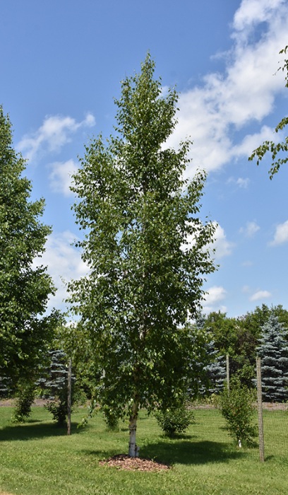 BETULA PAP PRAIRIE DREAM 1.5"BB