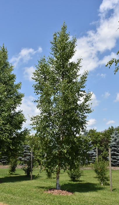 BETULA PAP PRAIRIE DREAM10'CLPBB