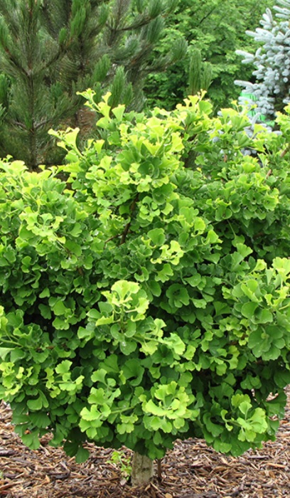 GINKGO BIL MARIKEN #6