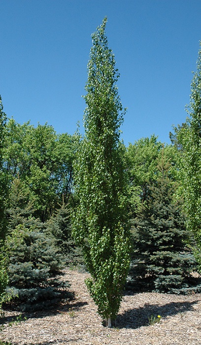 BETULA PLA PARKLAND PILLAR #7 FE