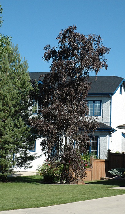 BETULA PLA ROYAL FROST #15 CLP