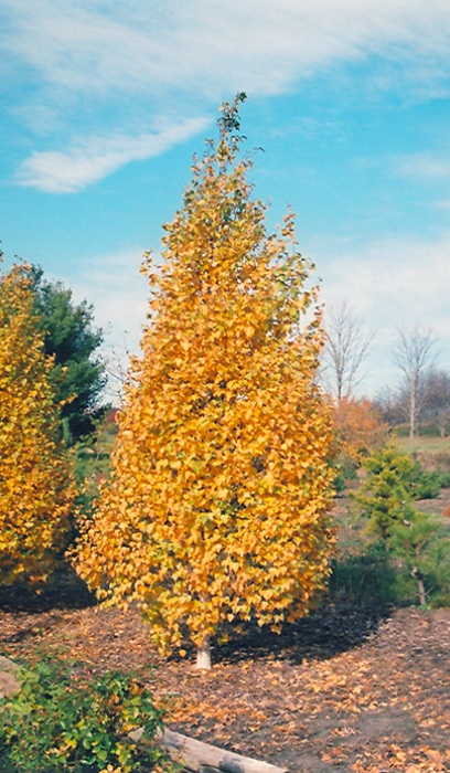 BETULA POP WHITESPIRE #25 TF