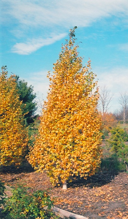 BETULA POP WHITESPIRE #15 CLP