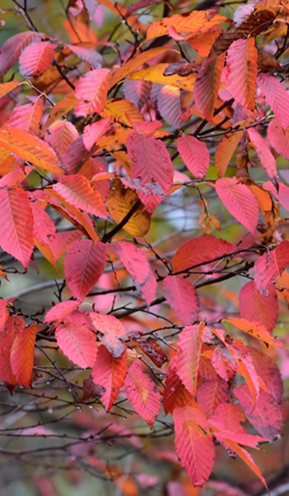 CARPINUS CAR BLUE BEECH #10