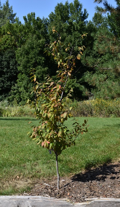 CARPINUS CAR FIRE KING #20