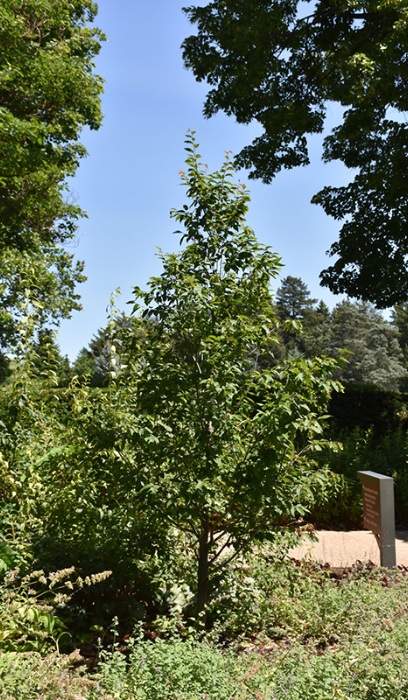 CARPINUS CAR FIRESPIRE #20