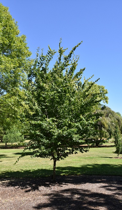 CARPINUS CAR RISING FIRE #20