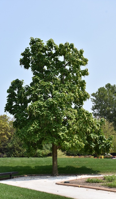 CATALPA SPE NORTHERN #25