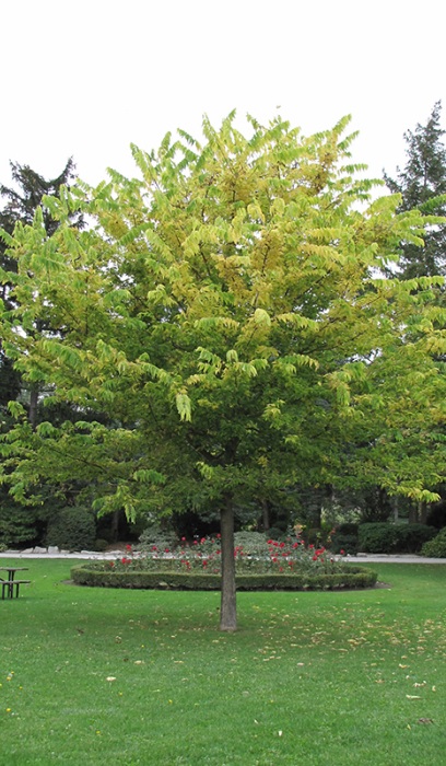 CELTIS OCC HACKBERRY 2"BB