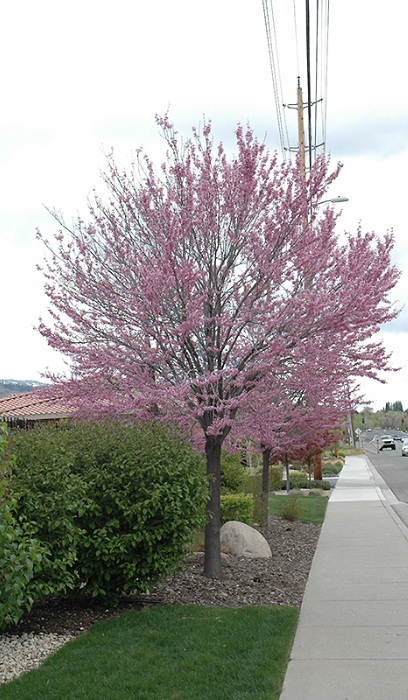 CERC CAN E REDBUD 1.75"BB MN STR