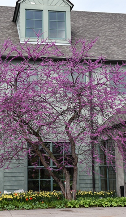 CERC CAN E REDBUD 8'CLPBB MN STR