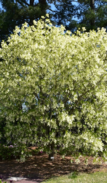 CHION VIR WHITE FRINGETREE #5CLP