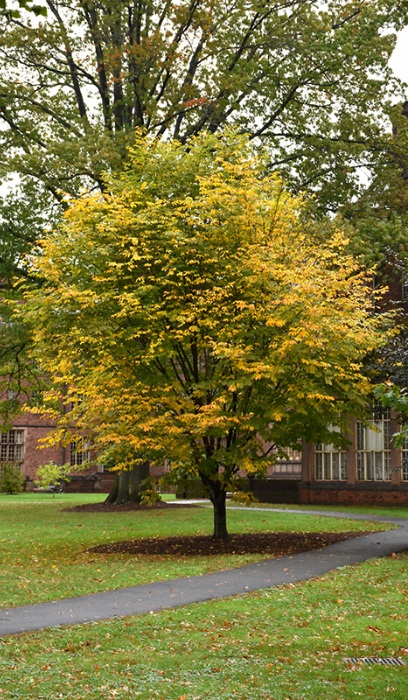 CLAD LUT AME YELLOWWOOD #10