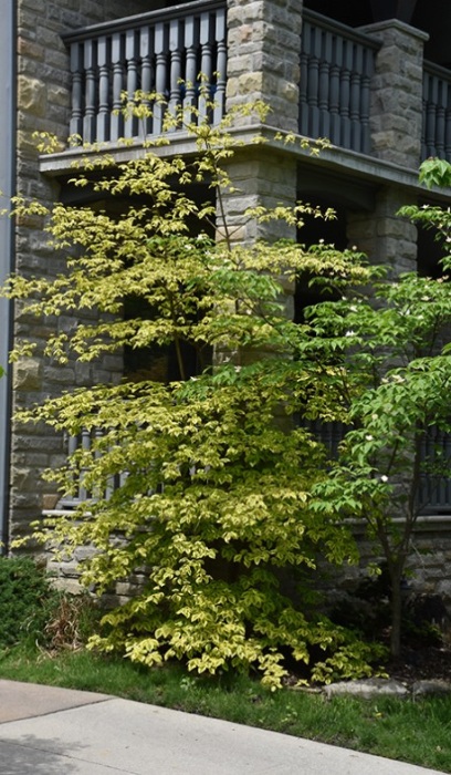 CORNU ALT GOLDEN SHADOW#3CLP PW