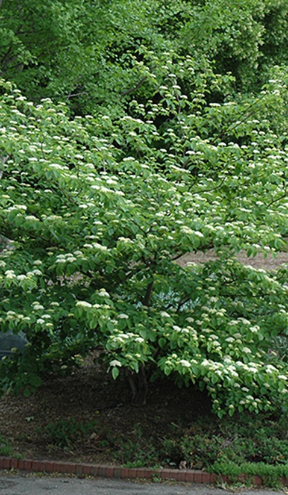 CORNUS ALT PAGODA 6'CLPBB