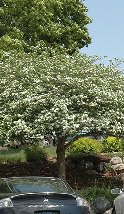 CRATA THORNLESS HAWTHORN #20