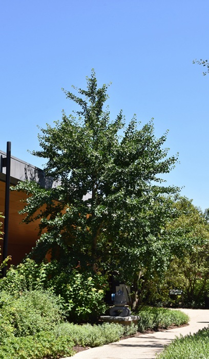 GINKGO BIL AUTUMN GOLD 2"BB