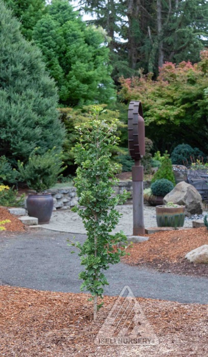 GINKGO BIL FOLKERT'S SELECT #6