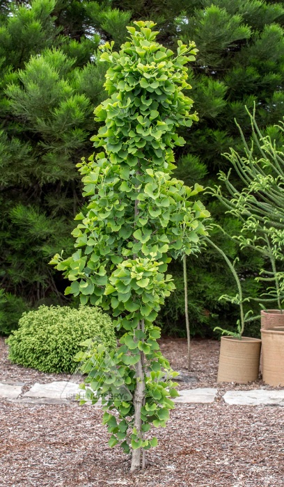 GINKGO BIL JADE BUTTERFLIES #6