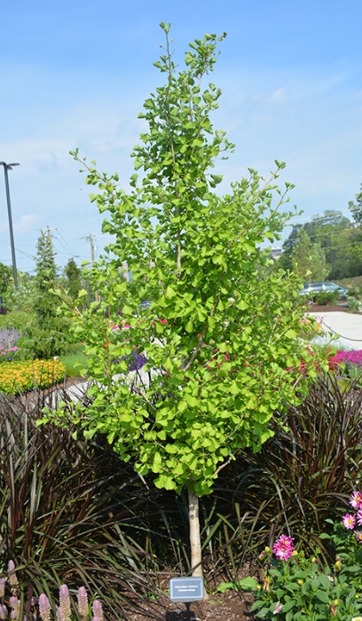 GINKGO BIL GOLDSPIRE #20