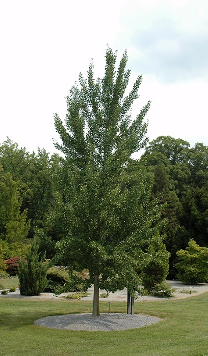 GINKGO BIL MAGYAR 2"BB