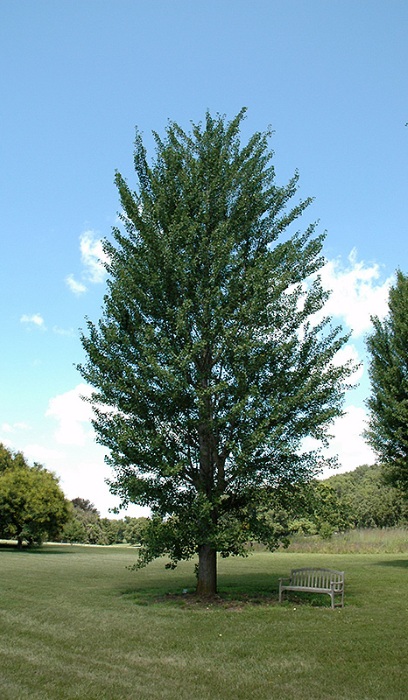 GINKGO PRINCETON SENTRY 2.5"BB