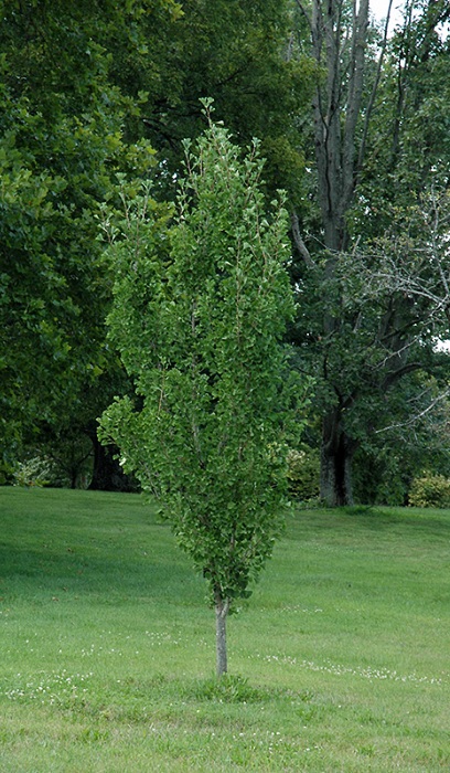 GINKGO BIL PRESIDENTIAL GOLD #10