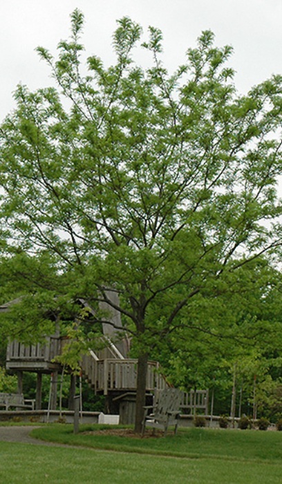 GLEDI IMPERIAL HONEY 2.5"BB