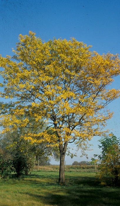 GLEDI NORTHERN ACCLAIM 2.5"BB