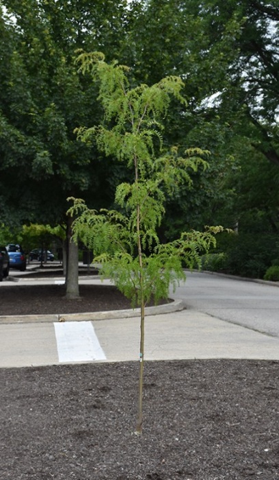 GLEDI NORTHERN SENTINEL 2" BB