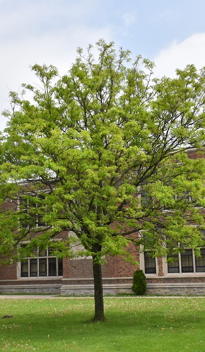 GLEDI SHADEMASTER #10