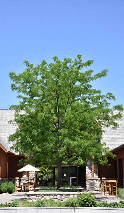 GLEDI TRI SKYLINE HONEY 2"BB