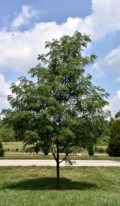 GLEDI TRI STREET KEEPER 3" BB