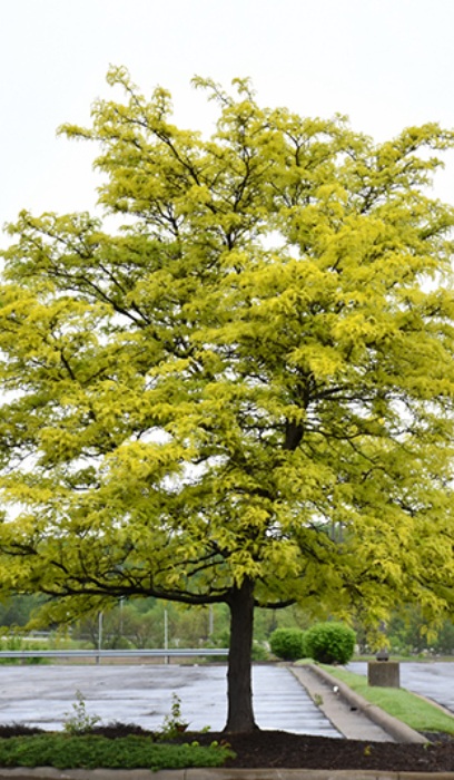 GLEDI SUNBURST HONEY 2"BB