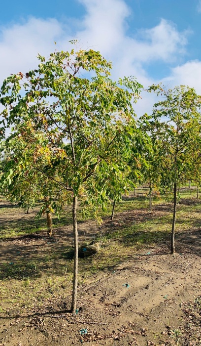 GYMNO DECAF COFFEE 1.75"BB