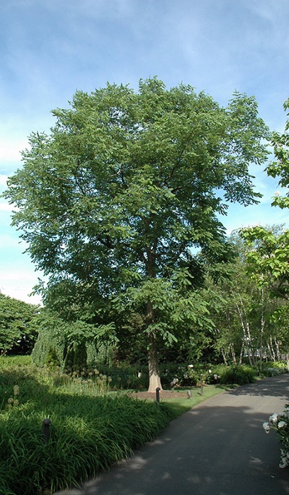 GYMNO ESPRESSO COFFEE 1.75"BB