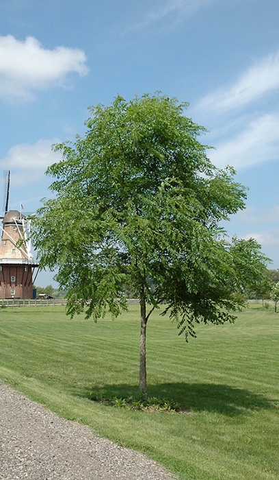 GYMNO KENTUCKY COFFEE 2.5"BB